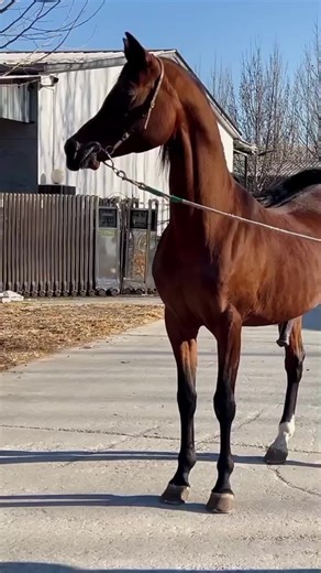 horse meeting 🤝 #horse #solenero #fouryou #fyp #animals