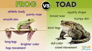 10 Differences Between a Frog and a Toad