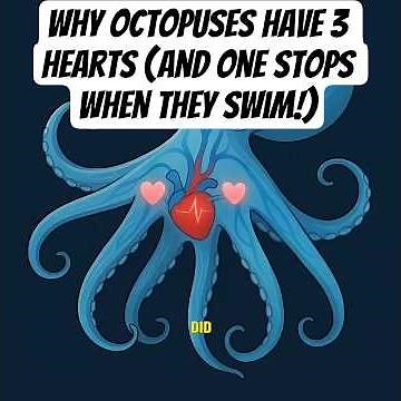 Why Octopuses Have 3 Hearts (And One Stops When They Swim!)
