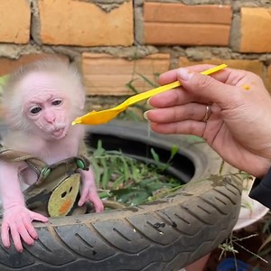 37K views · 482 reactions | Alien B reaction before learn to eat new fruit with Abi | Vlog Monkey | Facebook