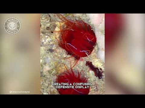 Electric Clam ⚡️ An ELECTRIFIED Shell?!