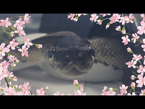 FLUFFY | Pied Royal / Ball Python | #feeding ☁️🎬 (19.09.25)