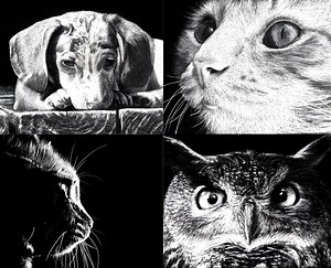 How to Scratchboard Animals Course