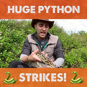 This huge python strikes Coyote! Have you ever seen a snake strike like this? | Coyote Peterson