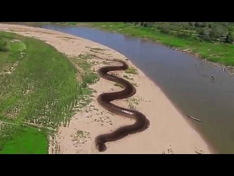 World's Largest Anaconda Snake Found in Amazon River