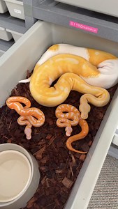 Adult Ball Python Vs Baby Ball Pythons😍🐍 Incredible little family of Dreamsicles🫶 | BALLS of FURY