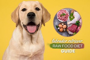 Labrador Retriever Raw Food Diet Guide & Recipes: Vet-Approved - Canine Bible