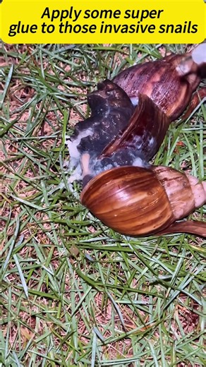 The giant African snail is an invasive alien species that poses threats to human health and ecological balance, so we must eradicate it.#fyp #snail #usa🇺🇸 🙏🙏🙏