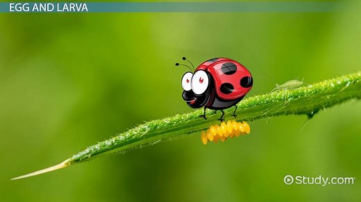 Ladybug Life Cycle Lesson for Kids