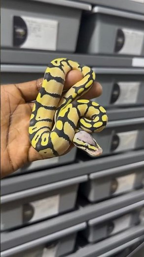 This Pastel Orange Dream Desert Ghost Will Blow Your Mind! 🔥