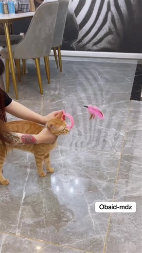 Cat so next funny video😂😂😂#funnycats #catsoftiktok #funnymoments #fypシ #waleed_mdz