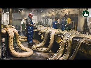 Inside the Python-Leather Factory: From Python Skin to Luxury Jacket (Full Process)