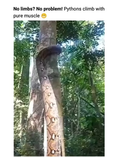 Climbing Pythons: Nature's Adaptable Reptile