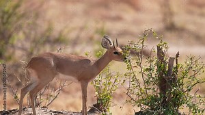 African Common duiker (Sylvicapra grimmia), also known as the gray duiker or bush duiker, is a small antelope in southern Africa. Leopard and Lion prey. Slow motion, 25 percent natural speed.