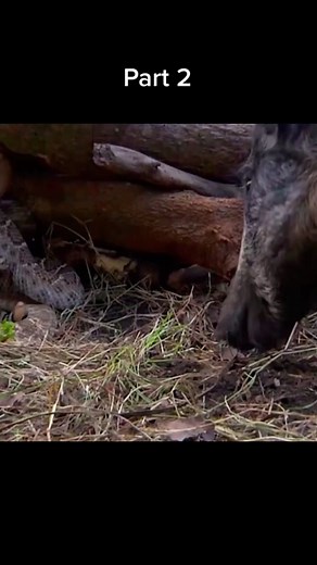 Snake hunting pig #wildanimals #snake #pig #animals