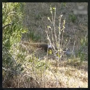 19 reactions | Giant Python tighten Leopard - Leopard vs Python fight!  | Psycho | Facebook