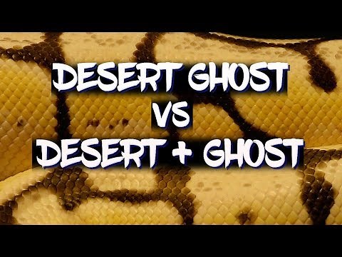 The 'Desert Ghost' vs the 'Desert' + 'Ghost' Ball Python