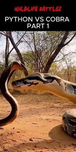 Python vs Cobra… And the Ending SHOCKED EVERYONE #cobra #python #snakefight