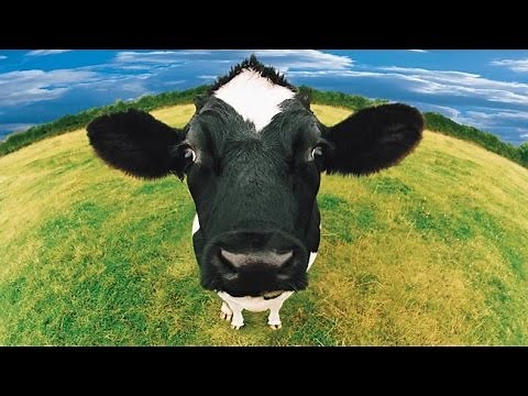 Cow Sounds