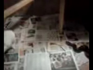 Burmese Python Vs. Rabbit