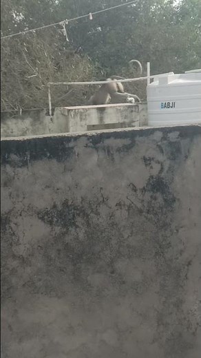 bandar ne hila dala ped 😱🤣 // #animalkingdom #animals #animalkids #pets #monkey #fa9la #ytshorts