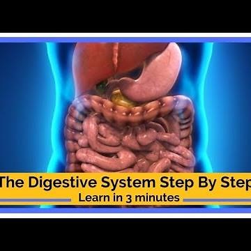 Understanding The Digestive System Step By Step in 3 minutes