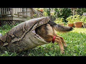 Giant Python Attacks German Shepherd Dog In Backyard - The Rescue Will Shock You!