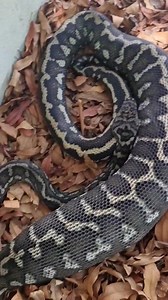 What Has This Python Eaten? Cat Or Possum? Tune in as we relocate this Coastal Carpet Python who has just eaten a massive food item! We took it to the vets just to make sure it wasnt a pet…. | Sunshine Coast Snake Catchers 24/7