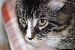 Care For A Maine Coon: Daily Needs, Costs, Grooming & Health (Owner Guide)