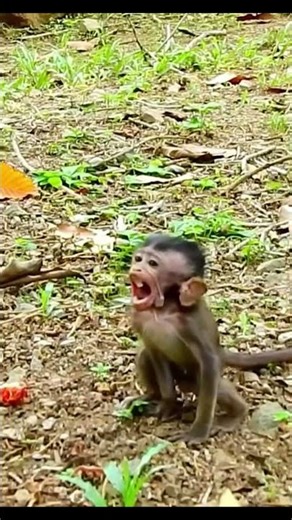 Life of Monkeys: Baby monkey was beaten with food just because it wanted to eat freely.