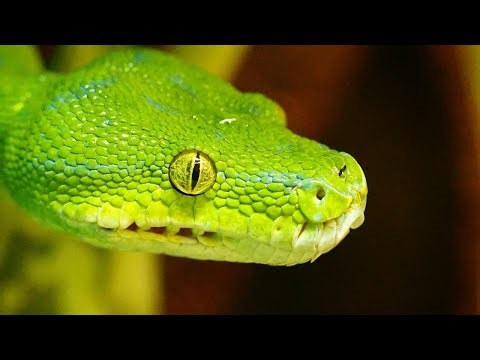 Is a Green Tree Python a Good Beginner Snake?🐍