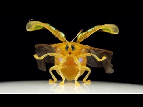Ruby Gold Tortoise Beetle walking and taking off in Slow Motion