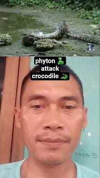 Phyton vs crocodile 🐊 #animals