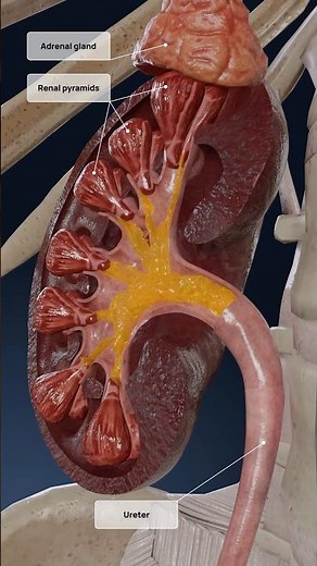 Kidneys work explained in 3D: the formation of urine