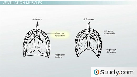Inspiration & Expiration | Ventilation, Process & Differences