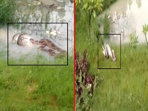 Panic gripped students after a giant python was spotted near a pond inside Babasaheb Bhimrao Ambedkar University in Lucknow. | The Times of India