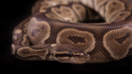 Cinnamon Ball Python