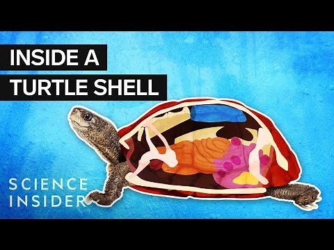 What’s Inside A Turtle Shell?