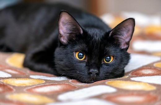 22 Black Cat Breeds You’ll Want to Adopt
