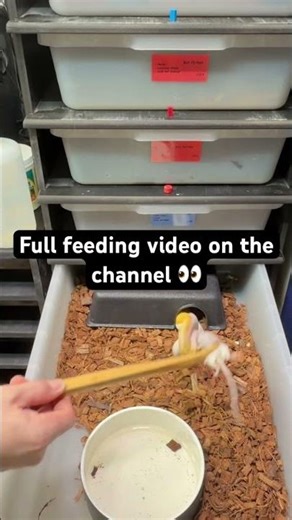 Pied Ball Python STRIKE Was Instant 😳