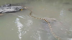 Working with impressive water python species
