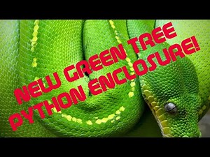 Building a new green tree python enclosure!