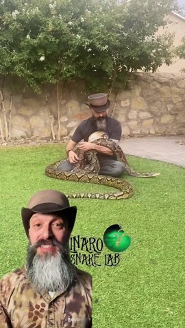 Measuring our gigant reticulated python!