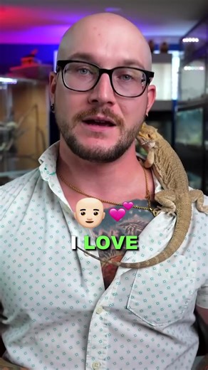 Angolan Pythons might become more popular than ball pythons in a few years! | Wickens Wicked Reptiles