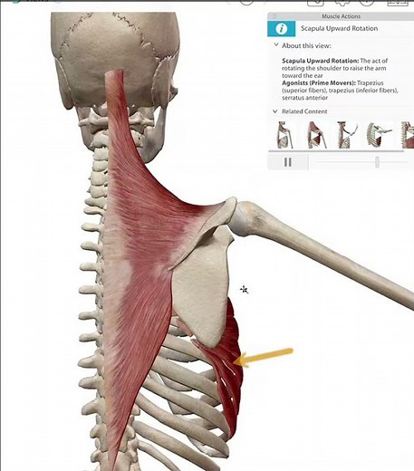 Scapular- Upward Rotation