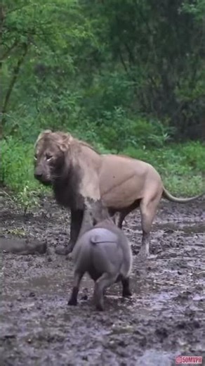 The mother pig saved her piglets in the mud in time