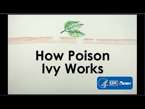 How Poison Ivy Works