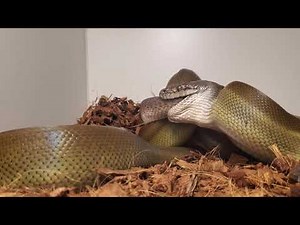 papuan python eating a spotted python