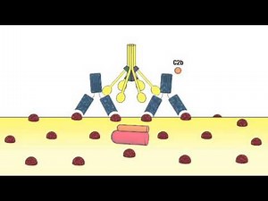 2 1 Complement System