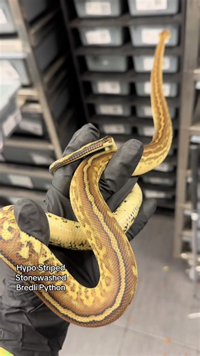 Been a while since we have shown off this male! He is doing great growing! Hypo Striped Stonewashed Bredli Python. His stripe is near perfect. #wilderballs #bredlipython #morelia #snakes #reptiles